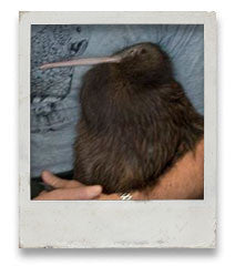 'Pistachio' The Kiwi, released into Otanewainuku Forest